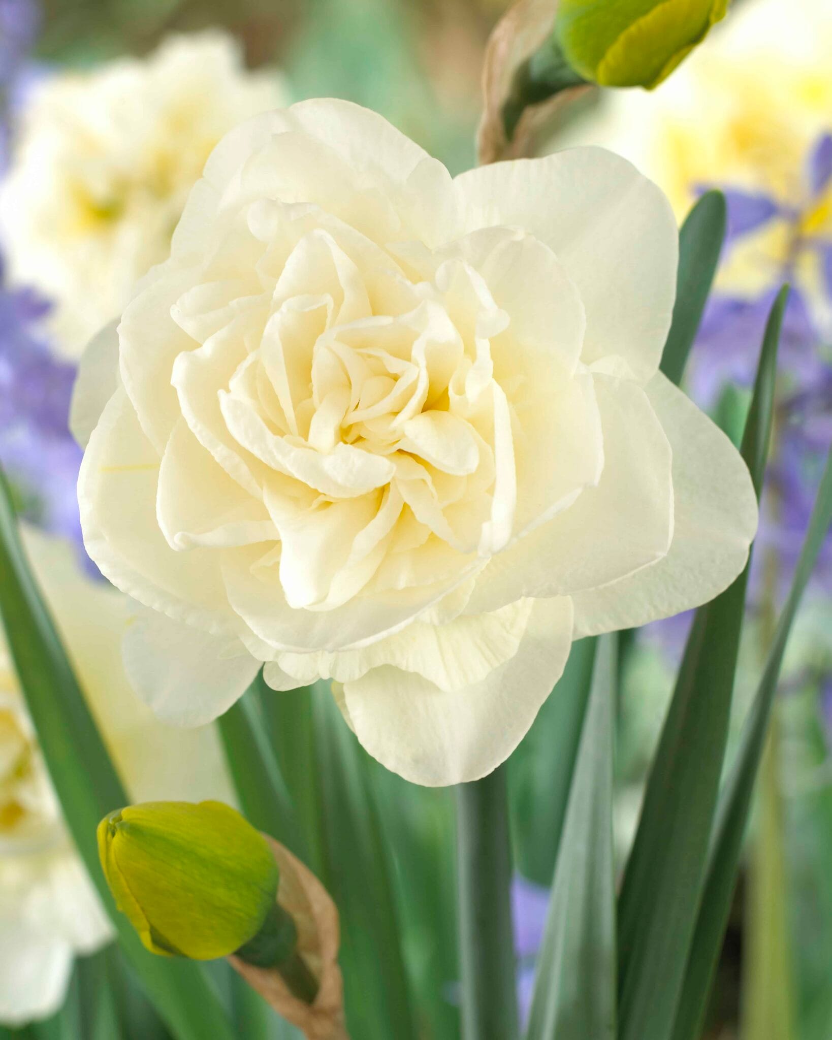 Narcissus Obdam