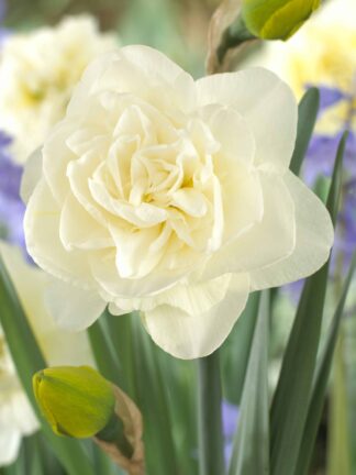 Narcissus Obdam