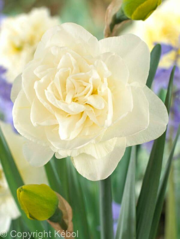Narcissus Obdam