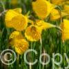 Narcissus Oxford Gold