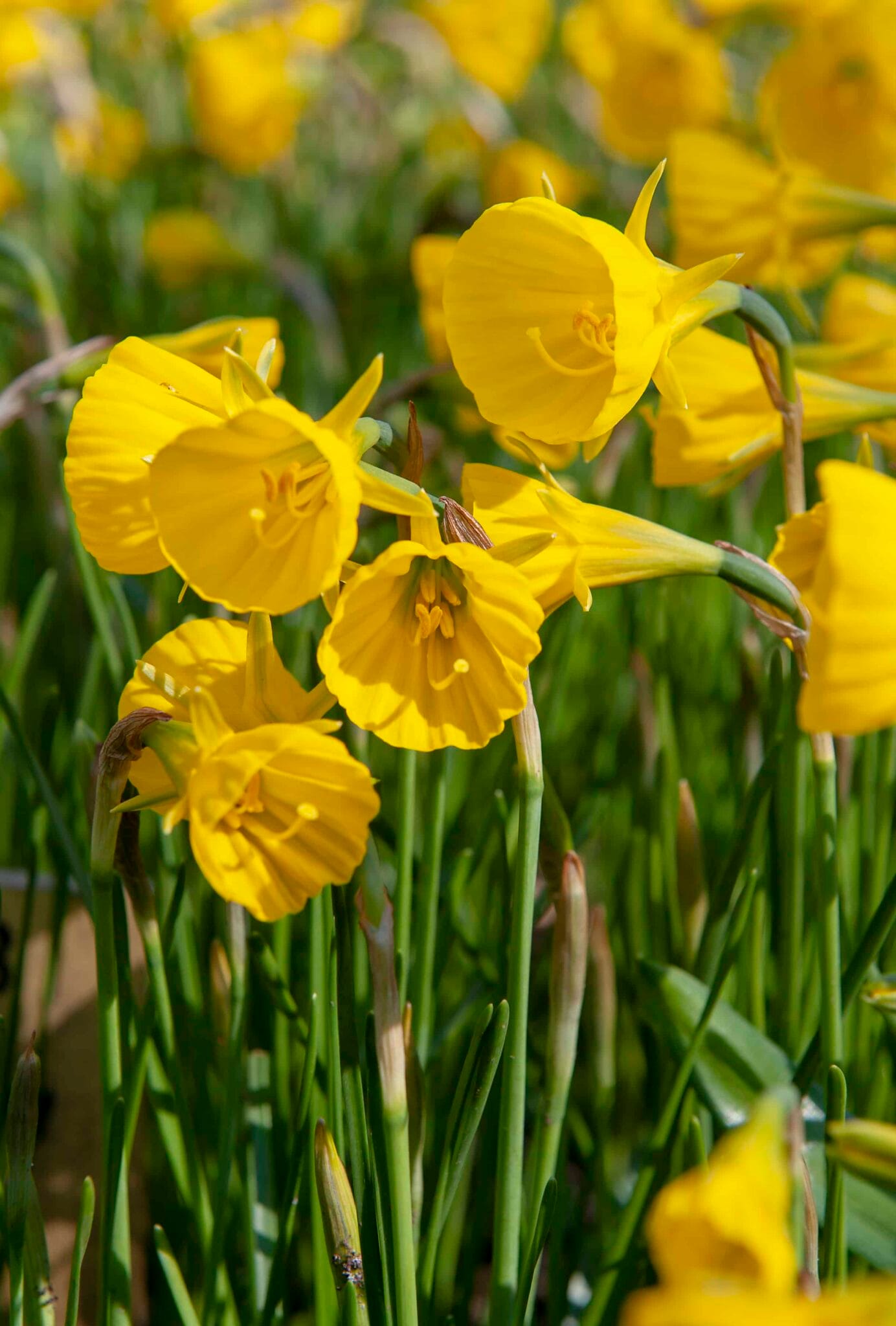 Narcissus Oxford Gold