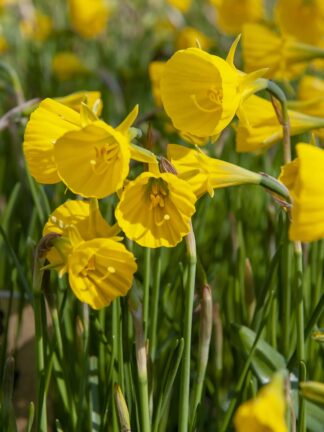 Narcissus Oxford Gold