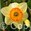 Narcissus Pacific Rim