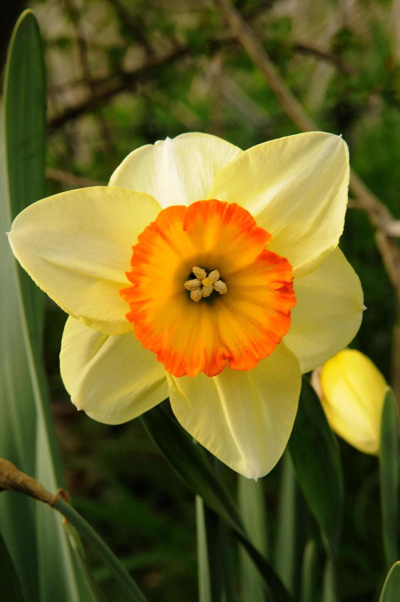 Narcissus Pacific Rim