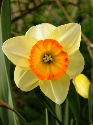 Narcissus Pacific Rim