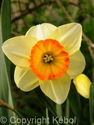 Narcissus Pacific Rim