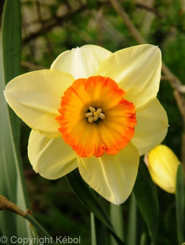Narcissus Pacific Rim