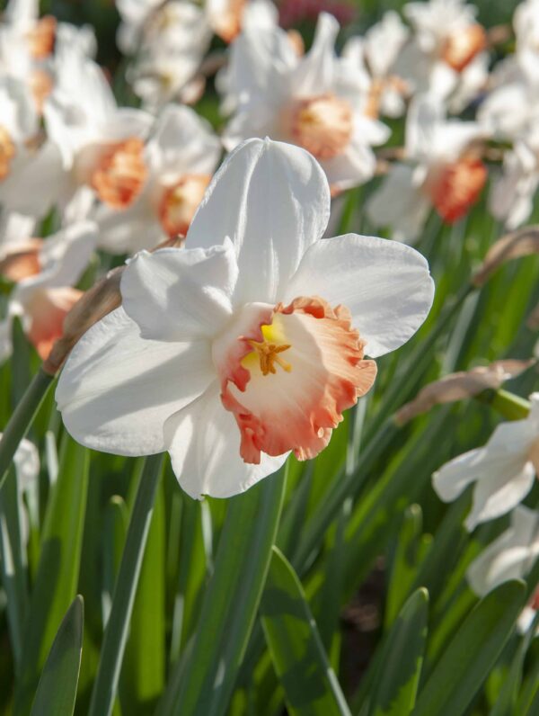 Narcissus Pink Charm