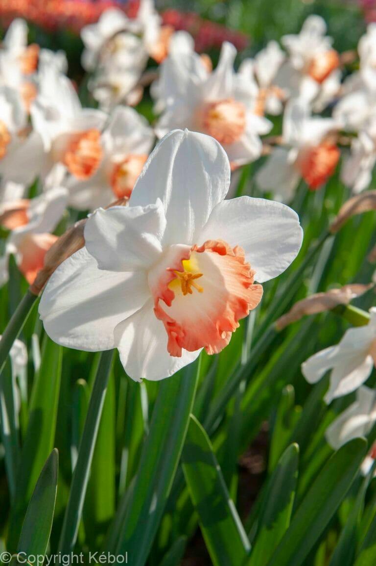 Narcissus Pink Charm
