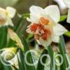 Narcissus Pink Wonder