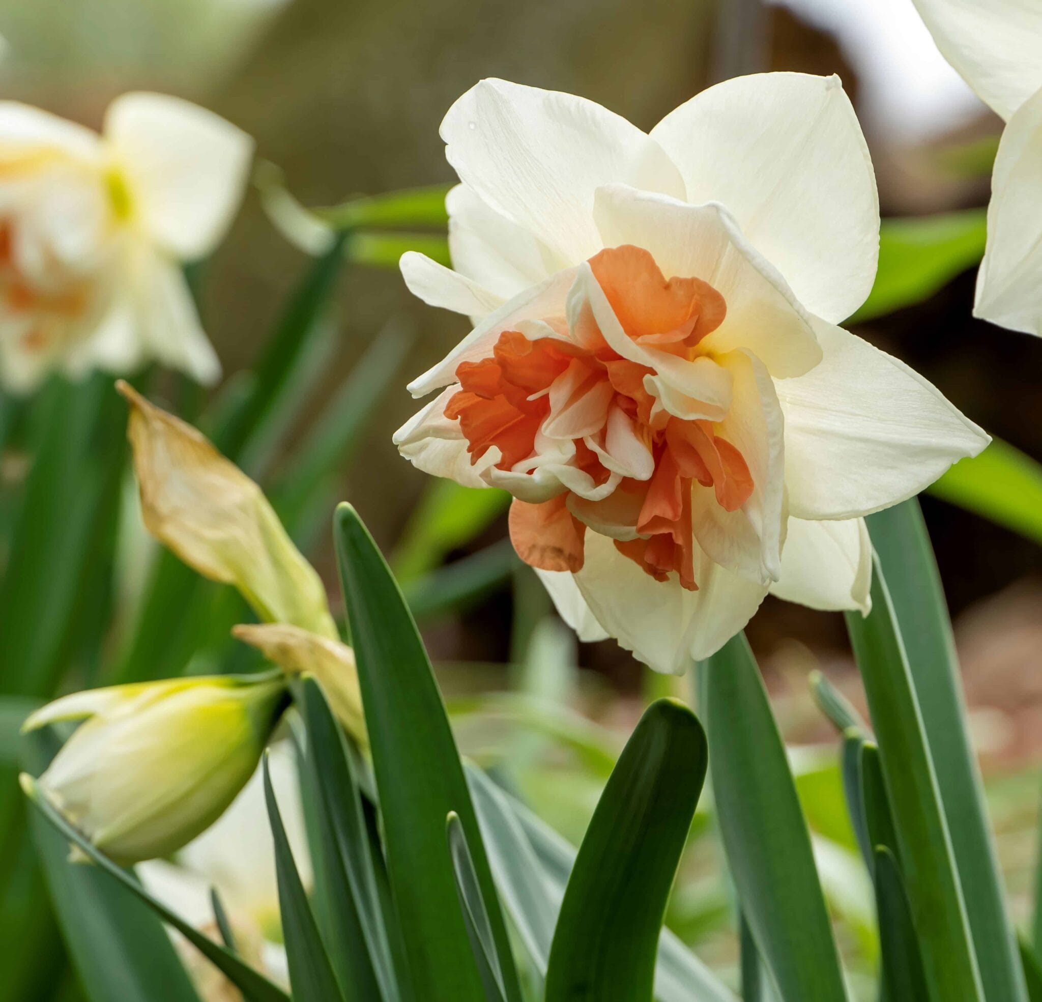 Narcissus Pink Wonder