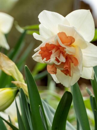 Narcissus Pink Wonder