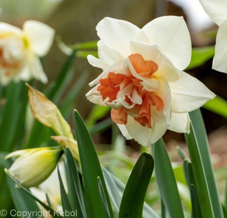 Narcissus Pink Wonder
