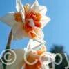 Narcissus Replete