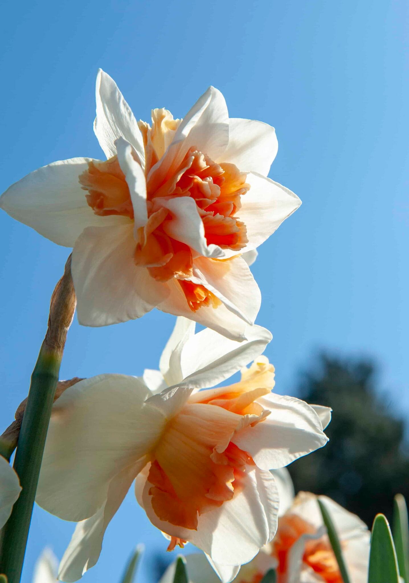 Narcissus Replete