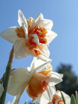 Narcissus Replete