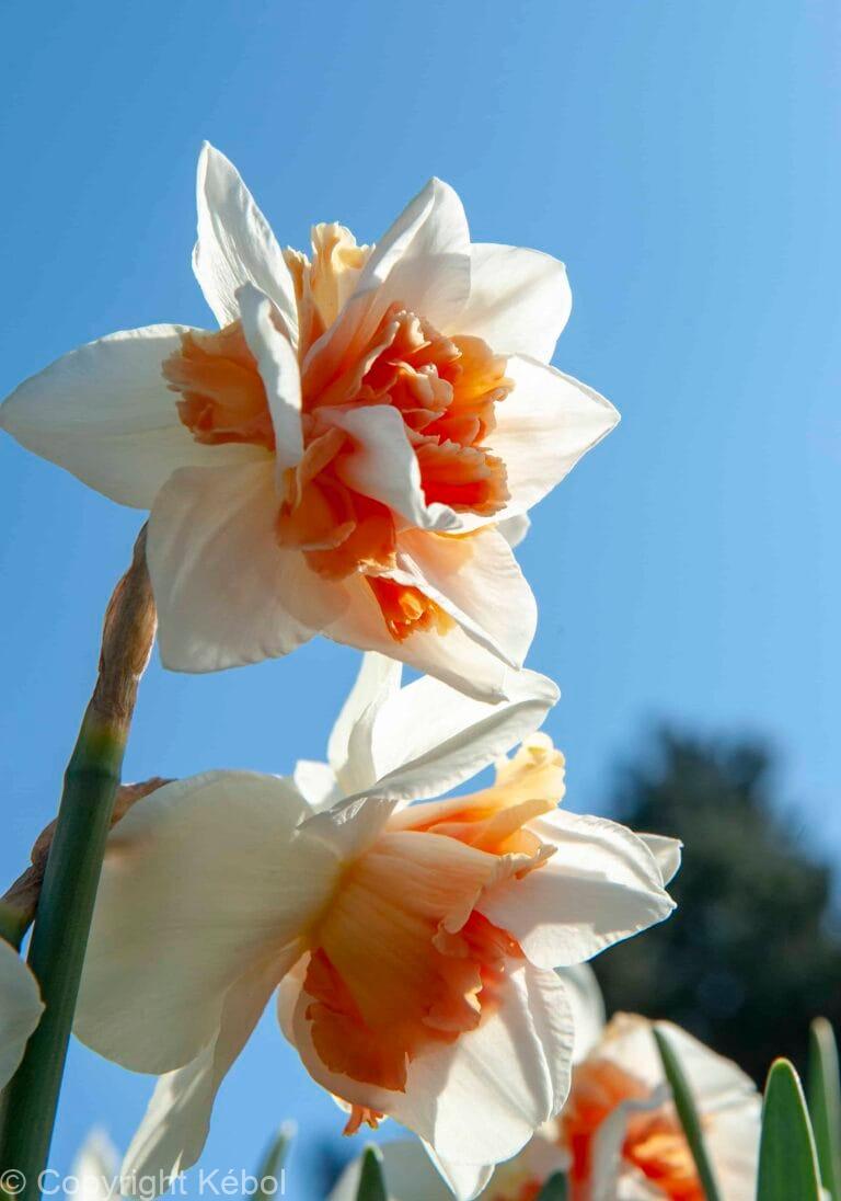 Narcissus Replete