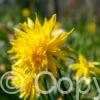 Narcissus Rip van Winkle