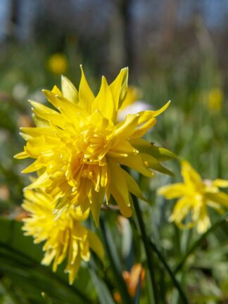 Narcissus Rip van Winkle