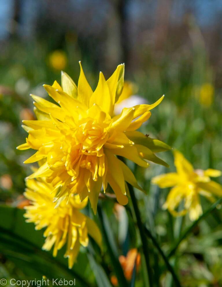 Narcissus Rip van Winkle