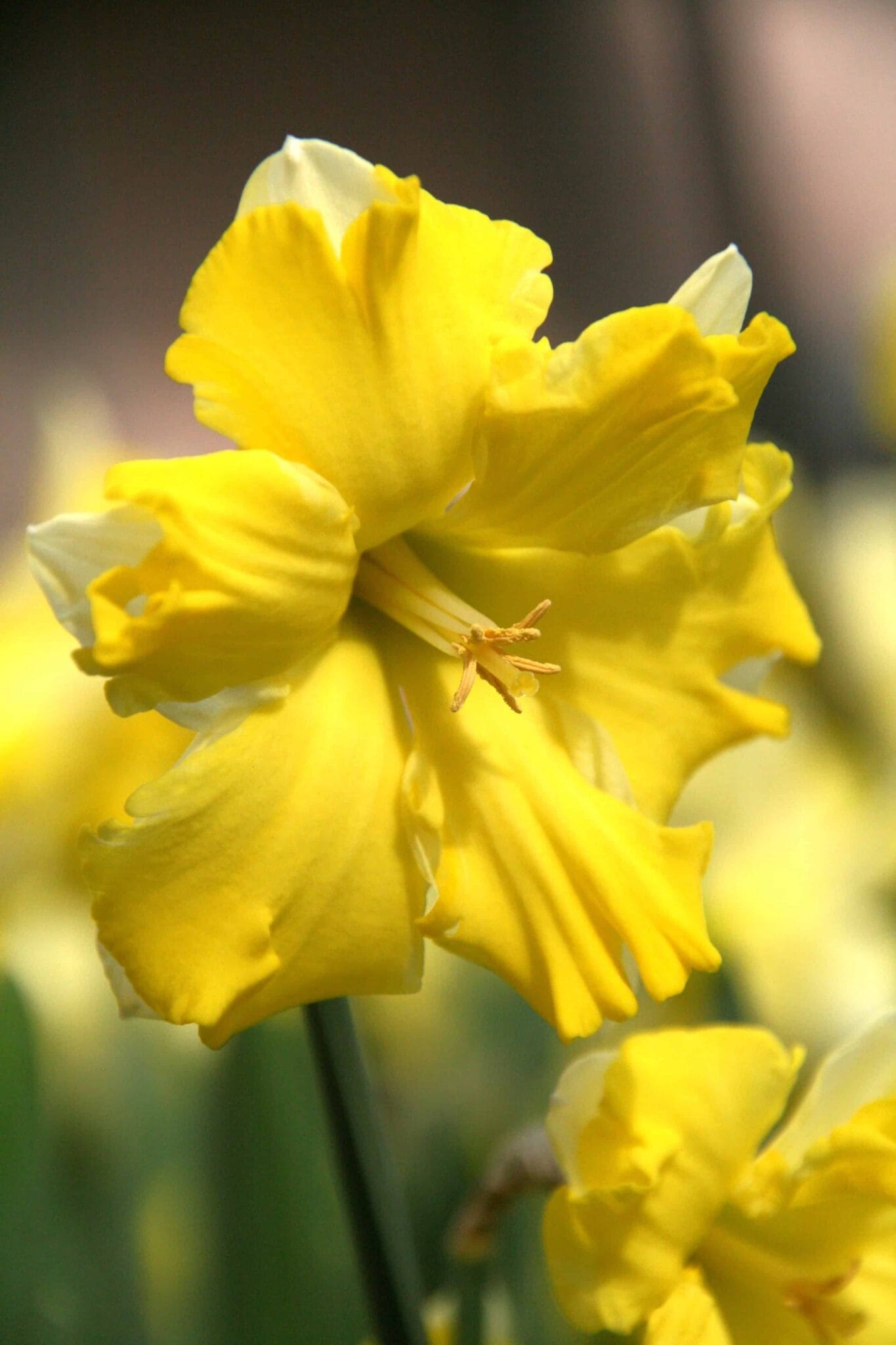 Narcissus Sunny Side Up