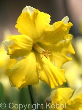Narcissus Sunny Side Up