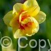 Narcissus Tahiti