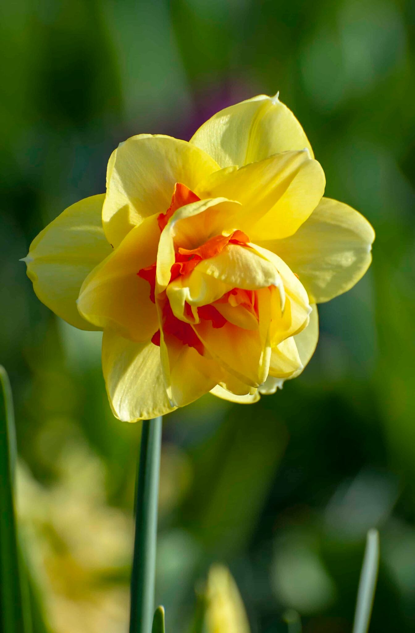 Narcissus Tahiti