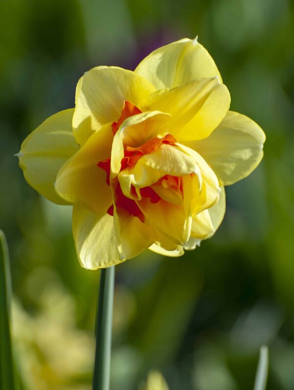 Narcissus Tahiti