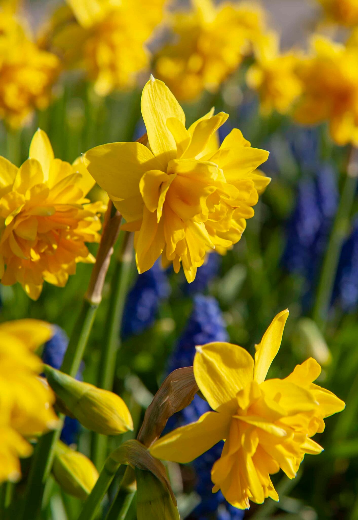 Narcissus Tête Bouclé