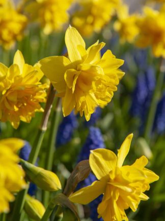 Narcissus Tête Bouclé