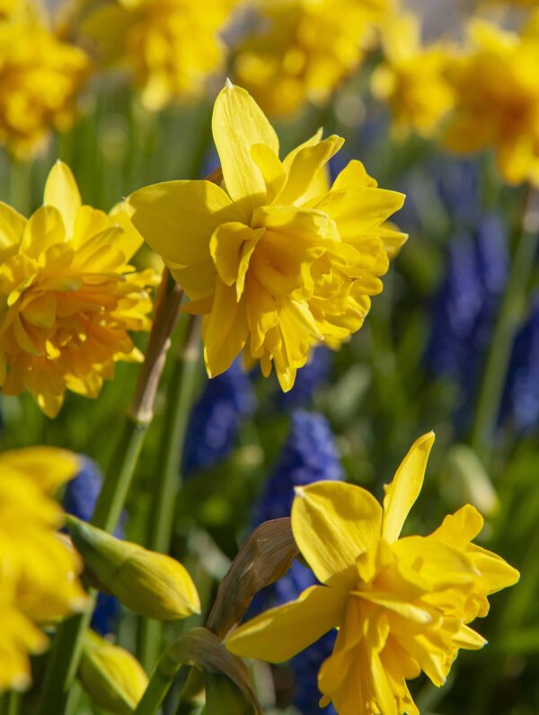 Narcissus Tête Bouclé