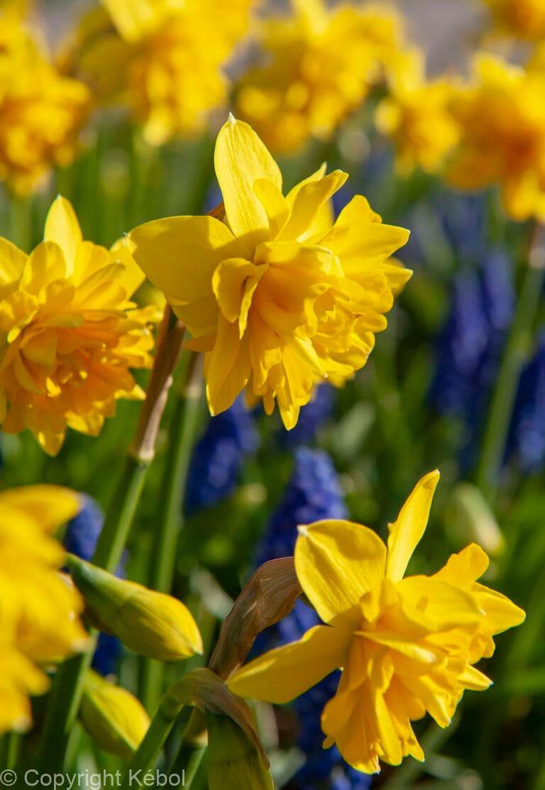 Narcissus Tête Bouclé