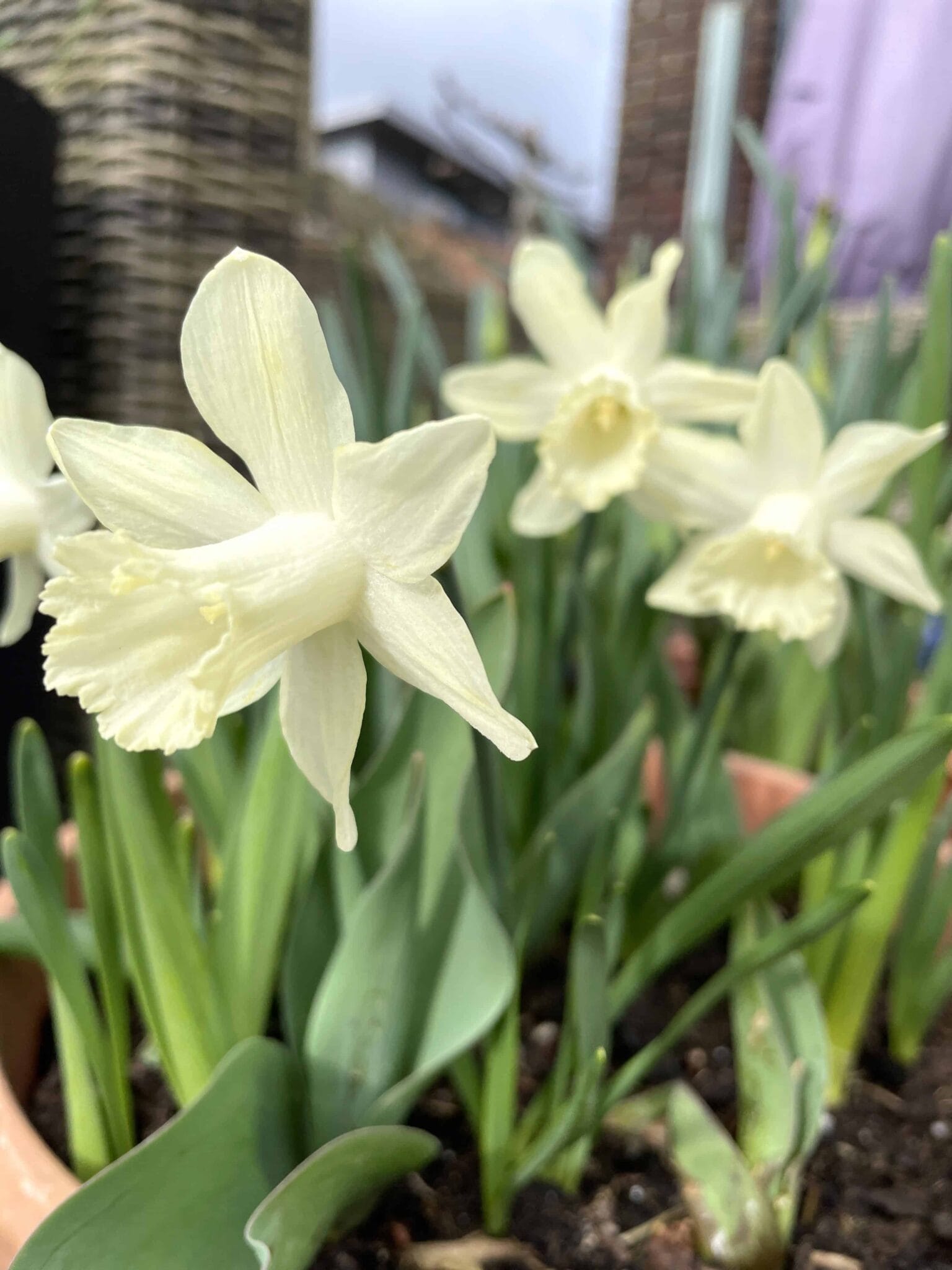 Narcissus Ice Baby