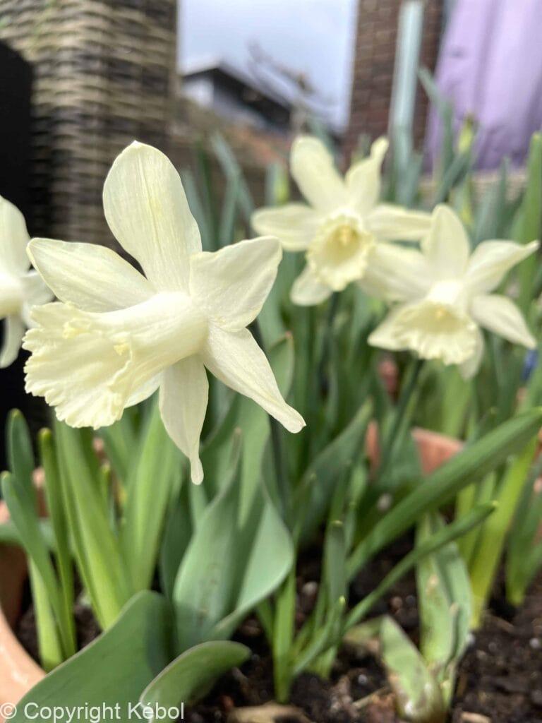 Narcissus Ice Baby