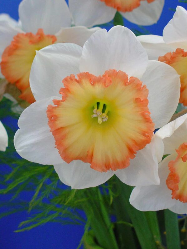 Narcissus Night Cap