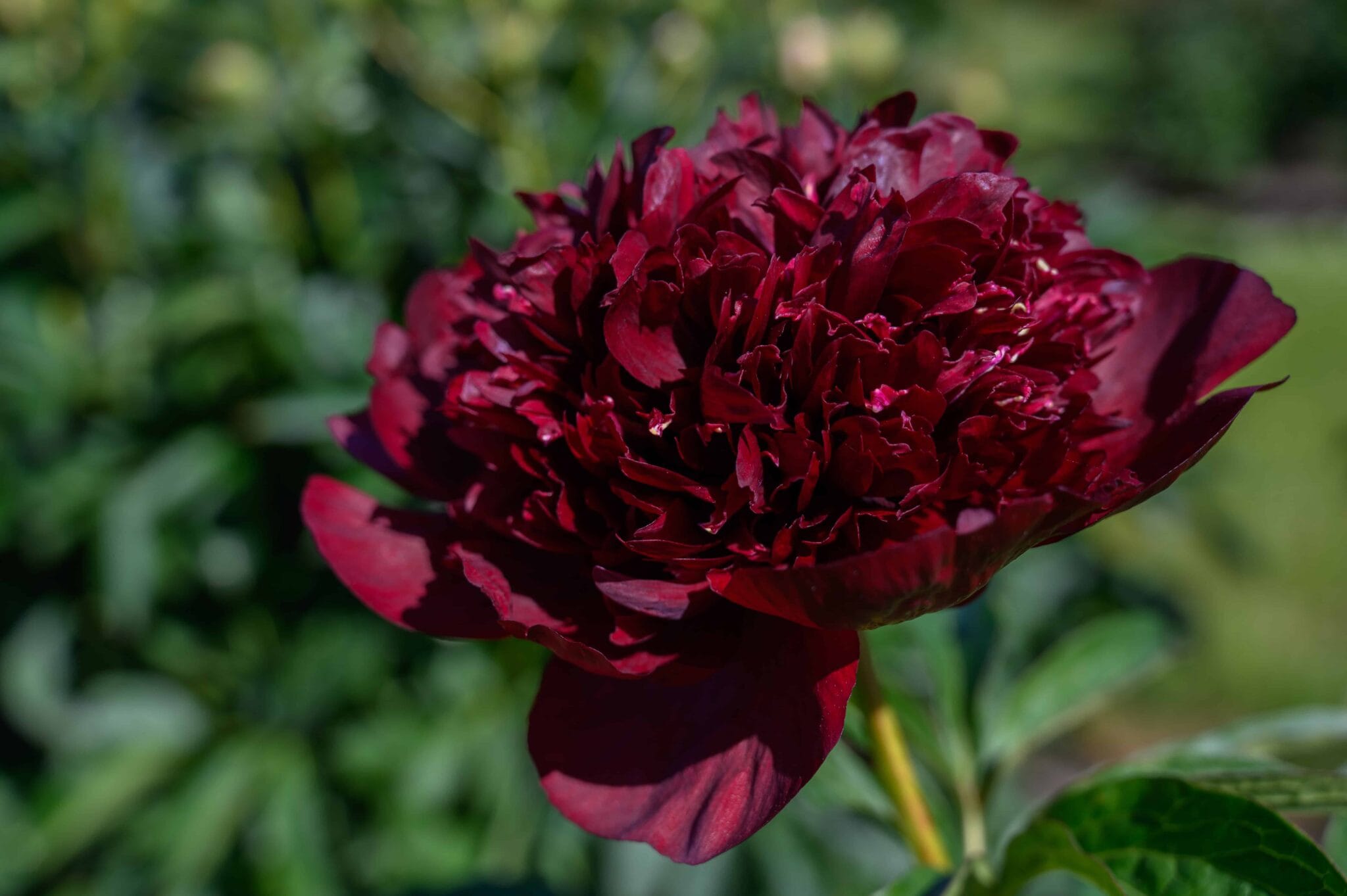 Paeonia Black Beauty