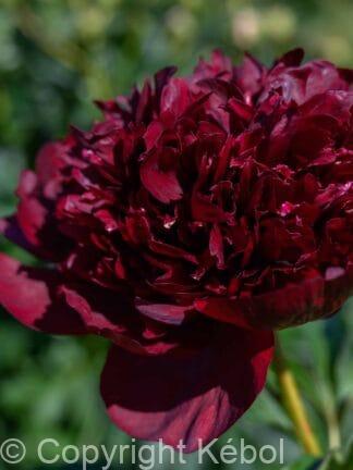 Paeonia Black Beauty - bag