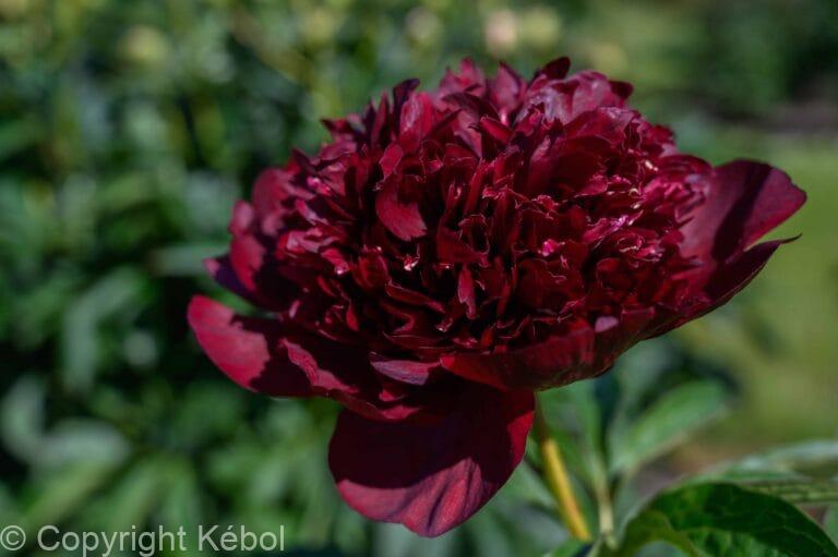 Paeonia Black Beauty