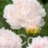 Paeonia Brother Chuck
