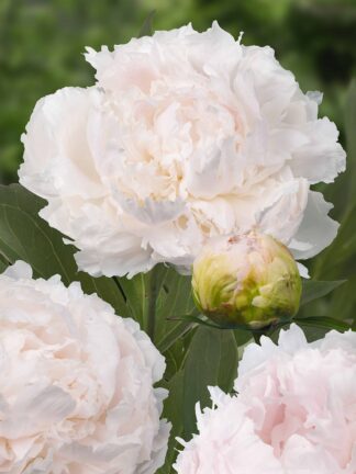 Paeonia Brother Chuck - bag