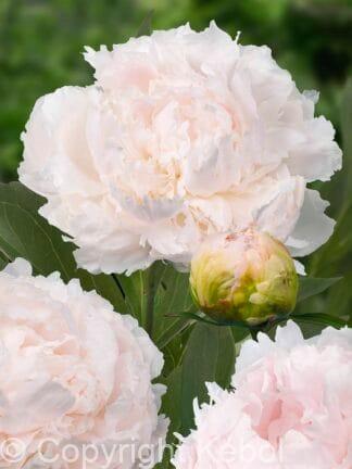 Paeonia Brother Chuck - case