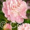 Paeonia Catharina Fontijn