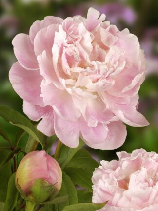 Paeonia Catharina Fontijn - bag
