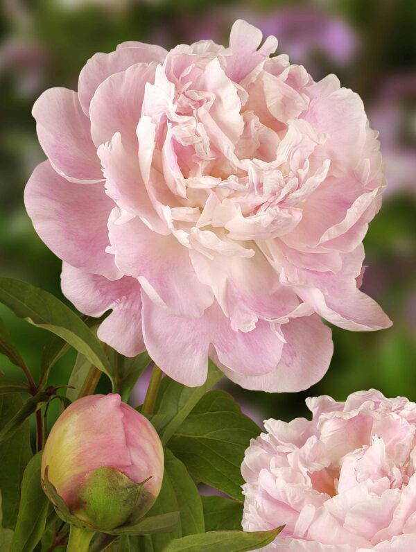 Paeonia Catharina Fontijn - case