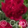 Paeonia Command Performance