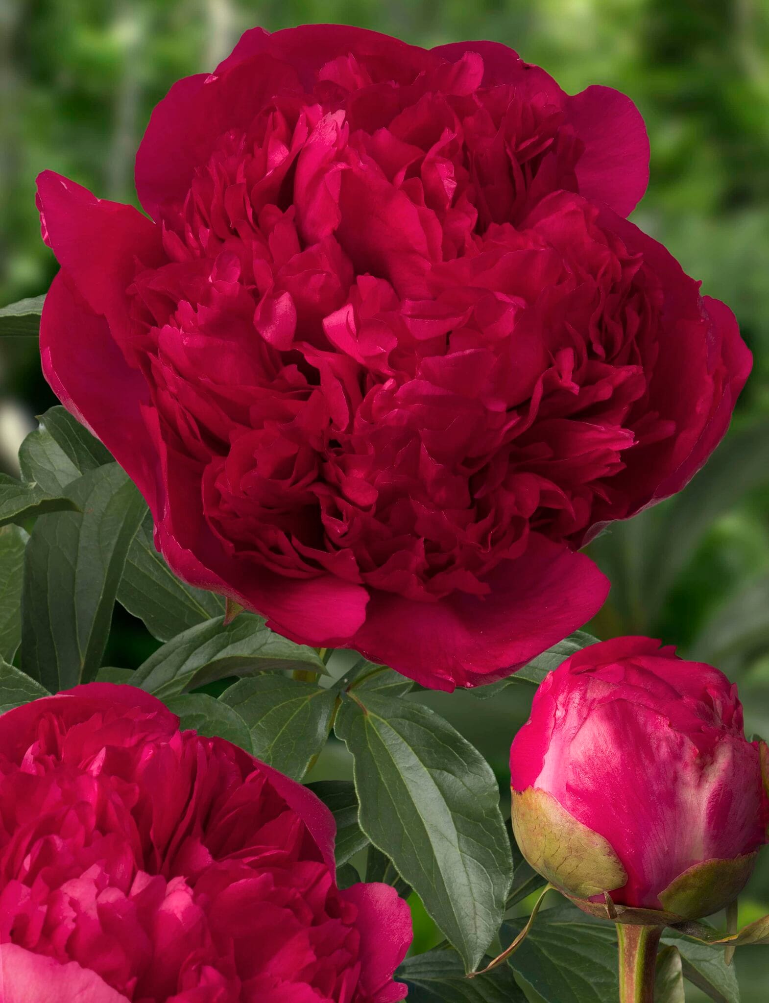 Paeonia Command Performance