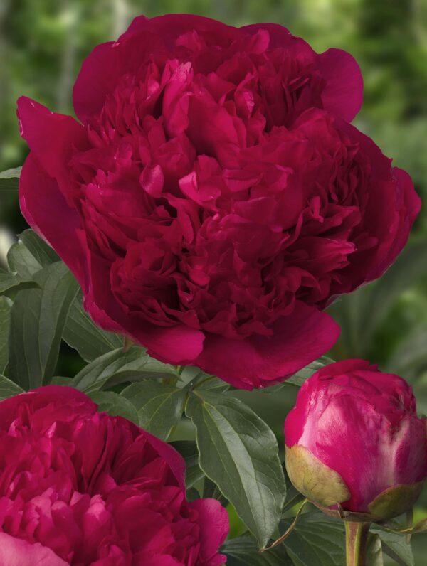 Paeonia Command Performance - case