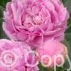Paeonia Dinner Plate