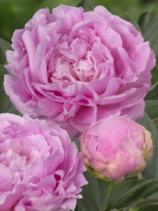 Paeonia Dinner Plate - case